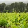 Faber  Vineyard, Swan Valley