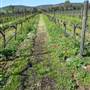 Faber  Vineyard, Swan Valley