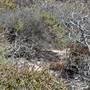 Abrolhos Islands - East Wallabi
