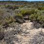 Abrolhos Islands - East Wallabi