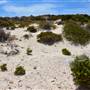 Abrolhos Islands - East Wallabi