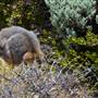 Abrolhos Islands - East Wallabi