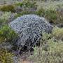 Abrolhos Islands - East Wallabi