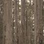 Boranup Karri Forest Margaret River