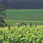 Sandalford Vineyards