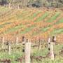 Swan Valley - Vineyards