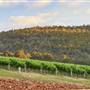 Millbrook Winery