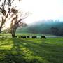 Nannup - Xmas Brook Farm