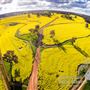 West Arthur- Farmland