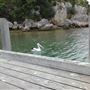 Mosman Park - Minim Cove
