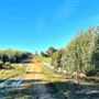Craigendarroch, Porongurup