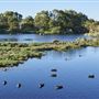 Mangrove Cove