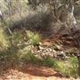Lesmurdie Falls