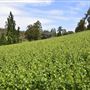 Bickley-Carmel Valley