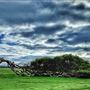Greenough Leaning Trees