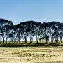Myrup