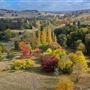Golden Valley Tree Park