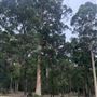 Pemberton