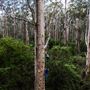 Pemberton - Warren National Park