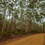 Boranup Karri Forest Margaret River