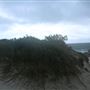 Sandy Cape