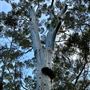 Pemberton - Warren National Park