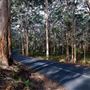 Boranup Karri Forest Margaret River
