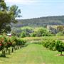 Myattsfield Vineyards