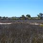 Wedge Island