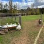 Murray Farm