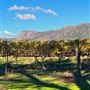 Duke's Vineyard