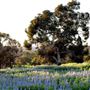 Brigadoon - Campresic Road
