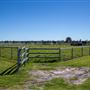 Gold Front Breeding & Racing