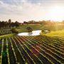 Sandalford Vineyards