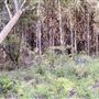 Jarrahdale Pine Plantations