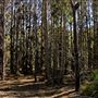 Jarrahdale Pine Plantations