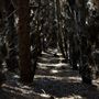 Jarrahdale Pine Plantations