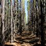 Jarrahdale Pine Plantations
