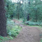 Mundaring State  Forest