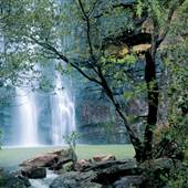 Kimberley Rain Forest