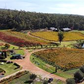 Myattsfield Vineyards