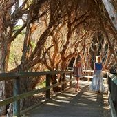 Mangrove Cove