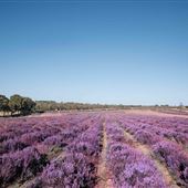 Yanchep Lavender Estate