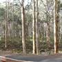 Boranup Karri Forest Margaret River