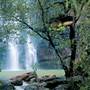 Kimberley Rain Forest