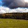 Boddington Shire