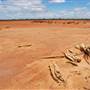 Goldfields - Esperance Region