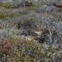 Abrolhos Islands - East Wallabi