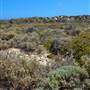 Abrolhos Islands - East Wallabi