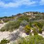 Abrolhos Islands - East Wallabi